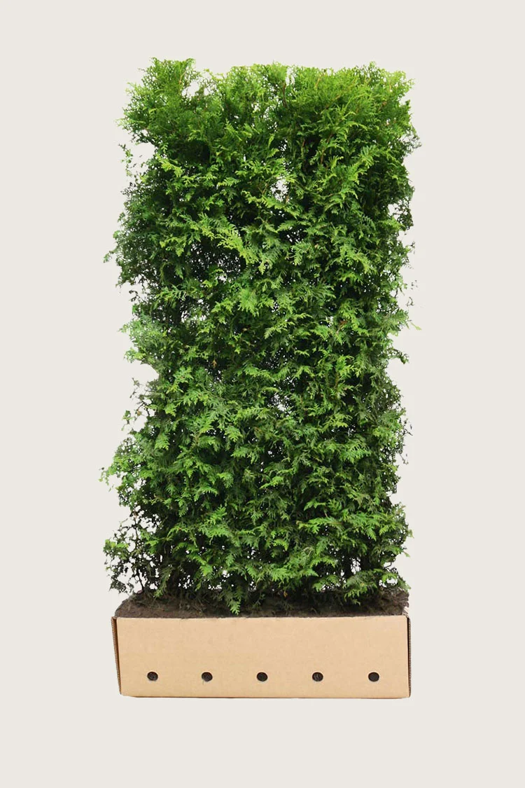plantinavia20261015104612311804