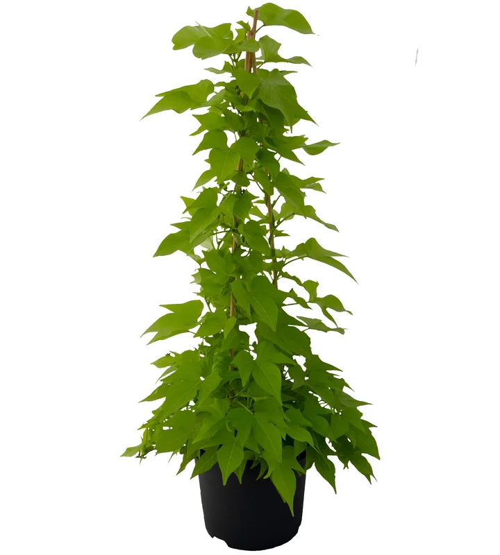 puutarha202609301530151091527