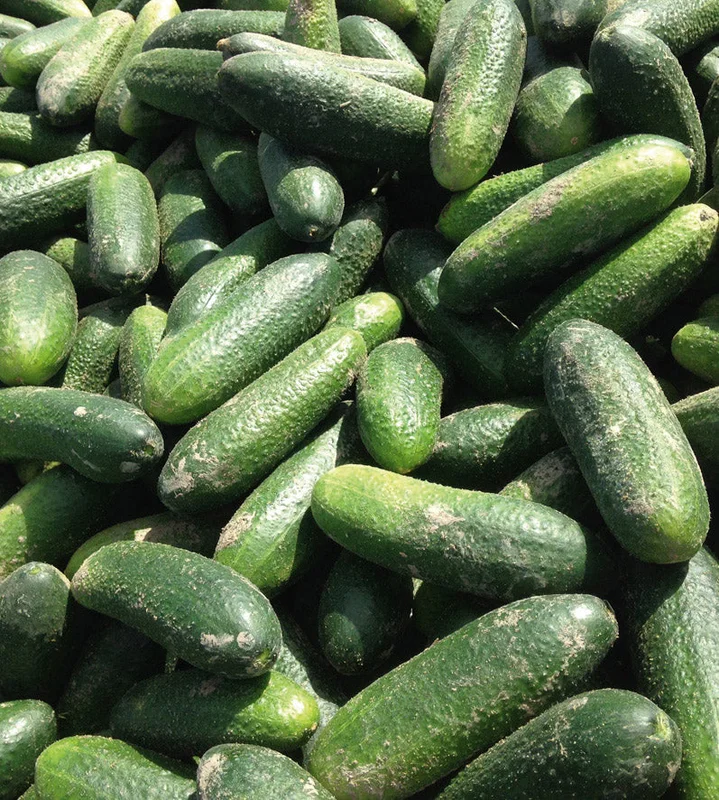 puutarha202609301537101093421