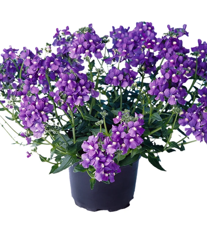 puutarha202609301547541096536