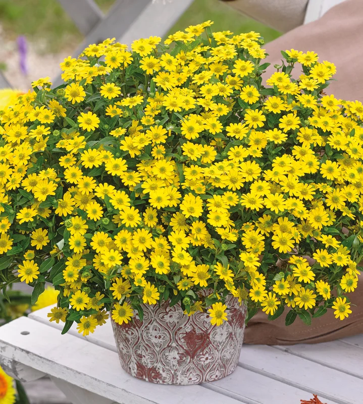 puutarha202609301548341096734