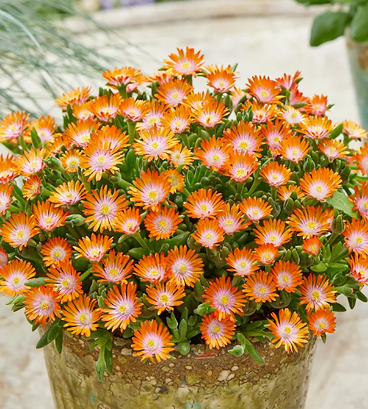 puutarha202609301548391096761