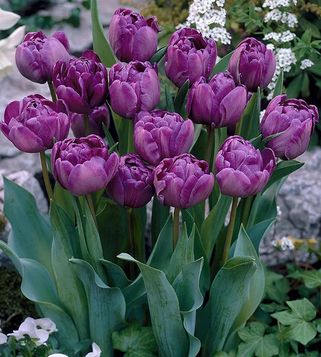 puutarha202609301552521097969