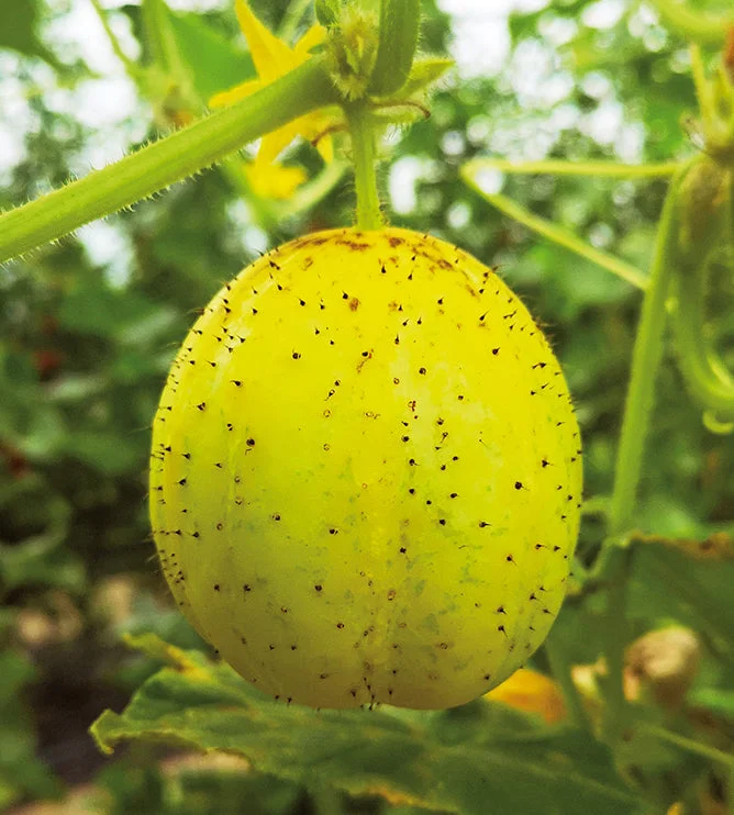 puutarha202609301601441101329