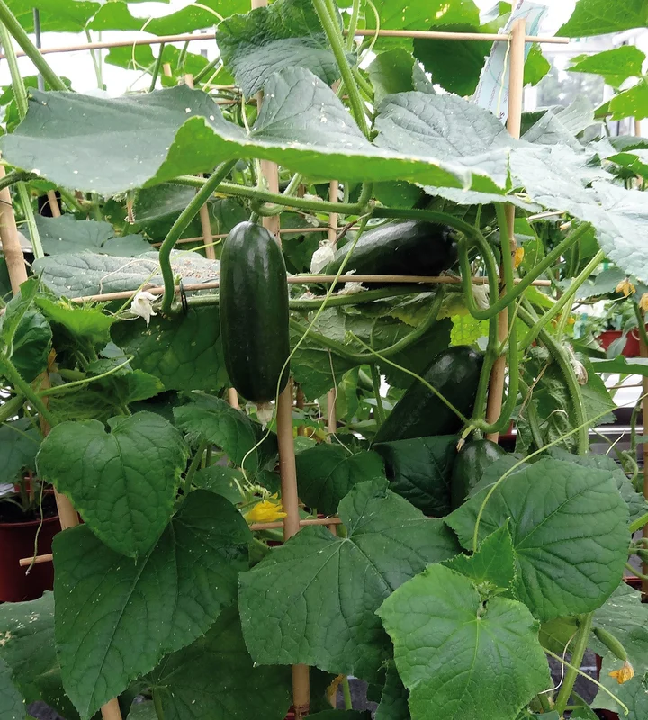 puutarha202609301601491101367