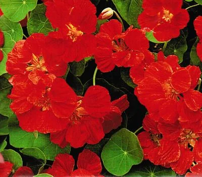 siemenvesa20261015103621307381
