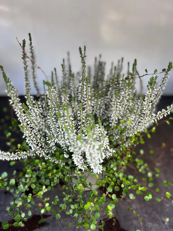 vaasankukkatori20261015114320324551