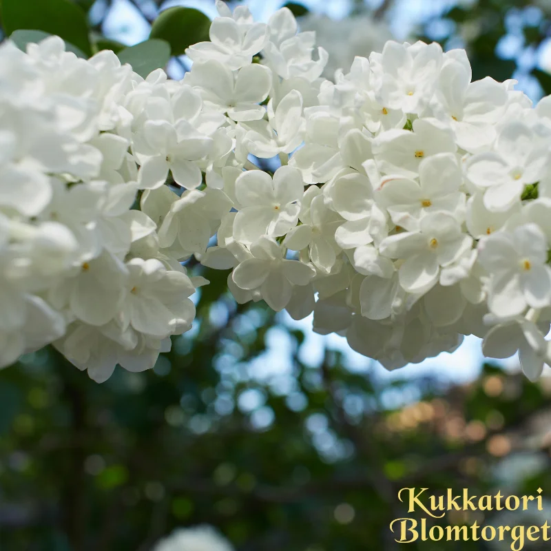 vaasankukkatori20261015114729325270