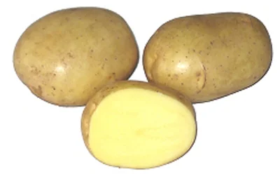vaasankukkatori20261015115119327287