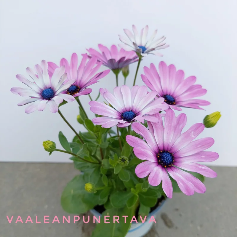 viherkauppa20261015104846312649