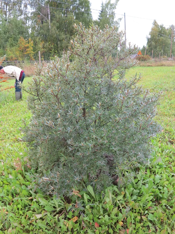 viherkauppa20261015105812315443