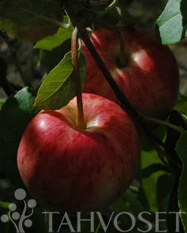 viherkauppa20261015105933315806