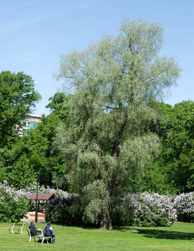 viherkauppa20261015110022315997