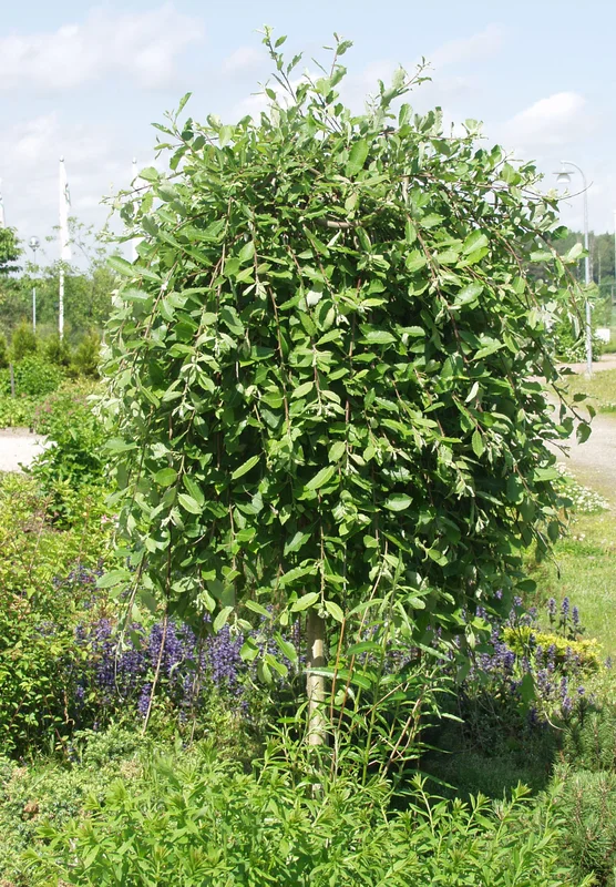 viherkauppa20261015110023316000