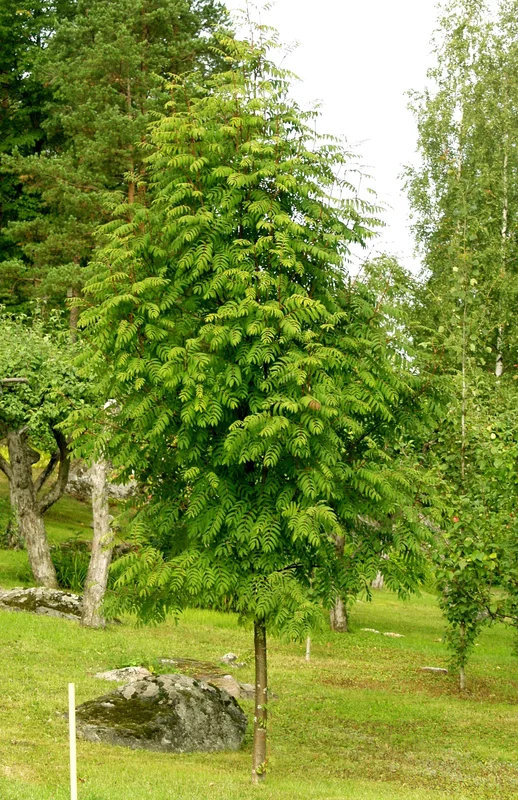 viherkauppa20261015110026316017