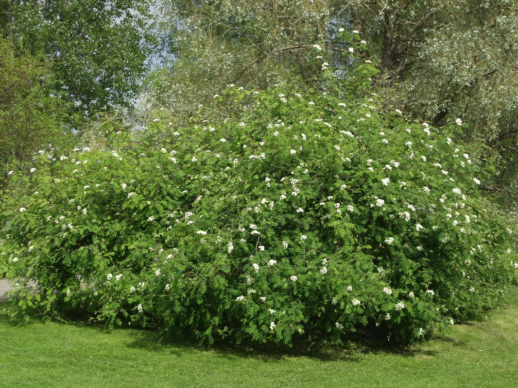 viherkauppa20261015110028316022