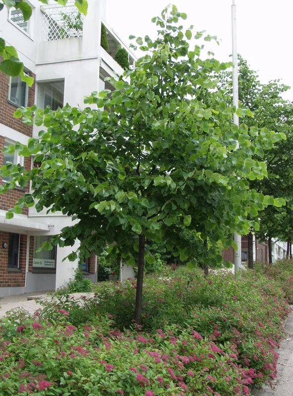 viherkauppa20261015110037316070