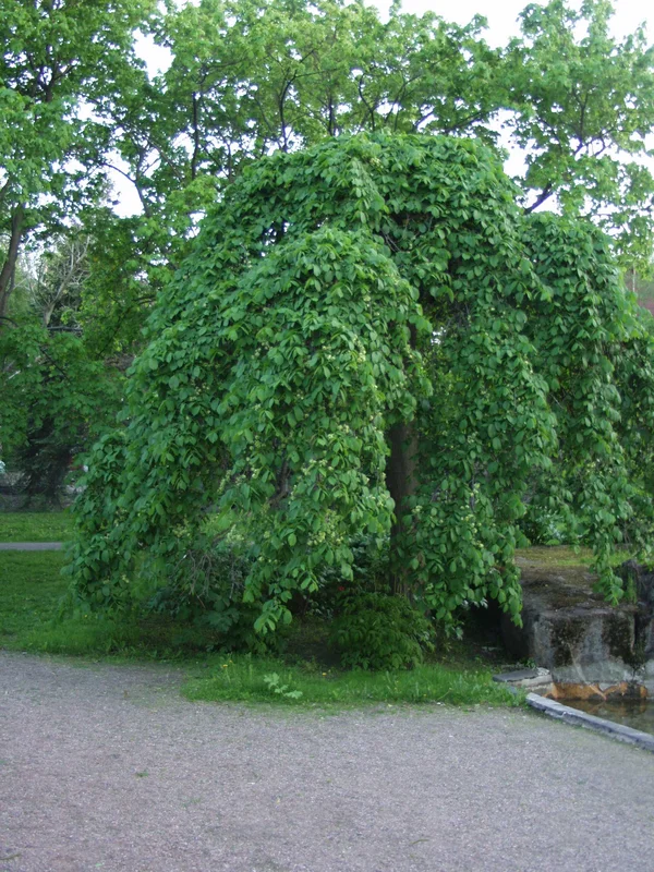 viherkauppa20261015110039316077