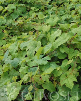viherkauppa20261015110358316962