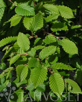 viherkauppa20261015110533317379