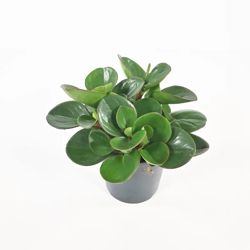 viherkauppa20261015113248322546